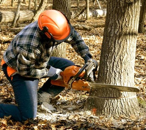 Tree Removal in Manitou, KY
